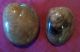 Neolithic Jurassic Era Fossil Clams,  Shells,  Artifacts,  Coa The Americas photo 1