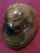 Neolithic Jurassic Era Fossil Clams,  Shells,  Artifacts,  Coa The Americas photo 3