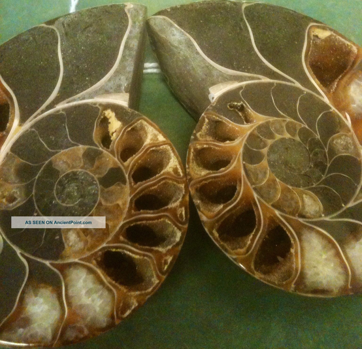 Inca Treasures Paleolithic Ammonite Fossils,  Neolithic,  Artifacts Stones The Americas photo
