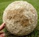 Stone Ball,  Gigantic Ceremonial; Moundbuilder: 19th C. ,  Near Brookport,  Illinois Native American photo 2