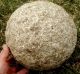 Stone Ball,  Gigantic Ceremonial; Moundbuilder: 19th C. ,  Near Brookport,  Illinois Native American photo 4