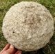 Stone Ball,  Gigantic Ceremonial; Moundbuilder: 19th C. ,  Near Brookport,  Illinois Native American photo 5