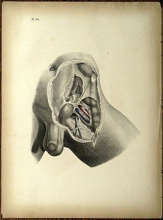 1851 Joseph Maclise Colored Lithograph Anatomy Plate 33 photo