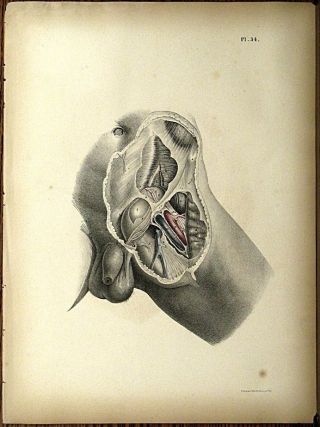 1851 Joseph Maclise Colored Lithograph Anatomy Plate 34 photo