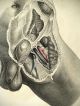 1851 Joseph Maclise Colored Lithograph Anatomy Plate 34 Other photo 1