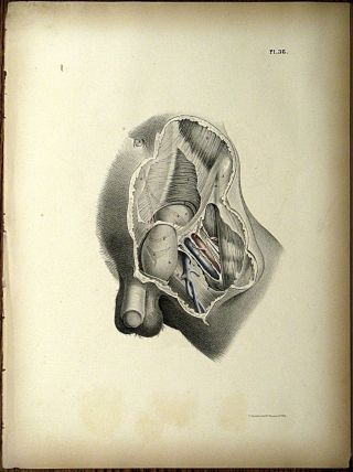 1851 Joseph Maclise Colored Lithograph Anatomy Plate 36 photo