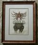 Rare 1754 Hand Colored Mark Catesby Etching Lithograph Museum Quality Framed The Americas photo 2
