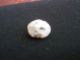 Antique Mother Of Pearl Button Buttons photo 3