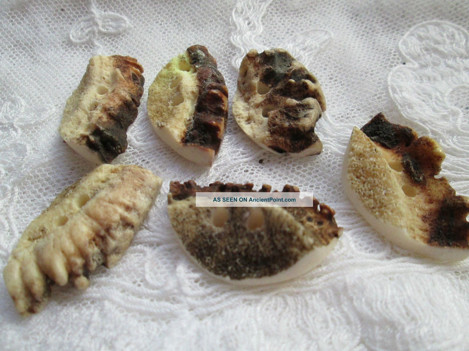 Antique Buttons From Bone Corn Deer/the Are From The Black Forest - - - - Buttons photo