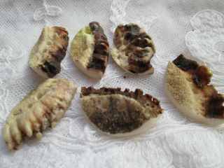 Antique Buttons From Bone Corn Deer/the Are From The Black Forest - - - - photo
