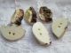 Antique Buttons From Bone Corn Deer/the Are From The Black Forest - - - - Buttons photo 1