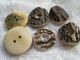 Antique Buttons From Bone Corn Deer/the Are From The Black Forest)) ) Buttons photo 1