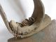 Very Large Antique Bell Bells Livestock Primitive Wrought Iron Security Alert Primitives photo 5