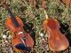 Antique Czech Violin By L.  F.  Prokop,  Chrudim 1914,  Expertly Restored By V.  Pilar String photo 11