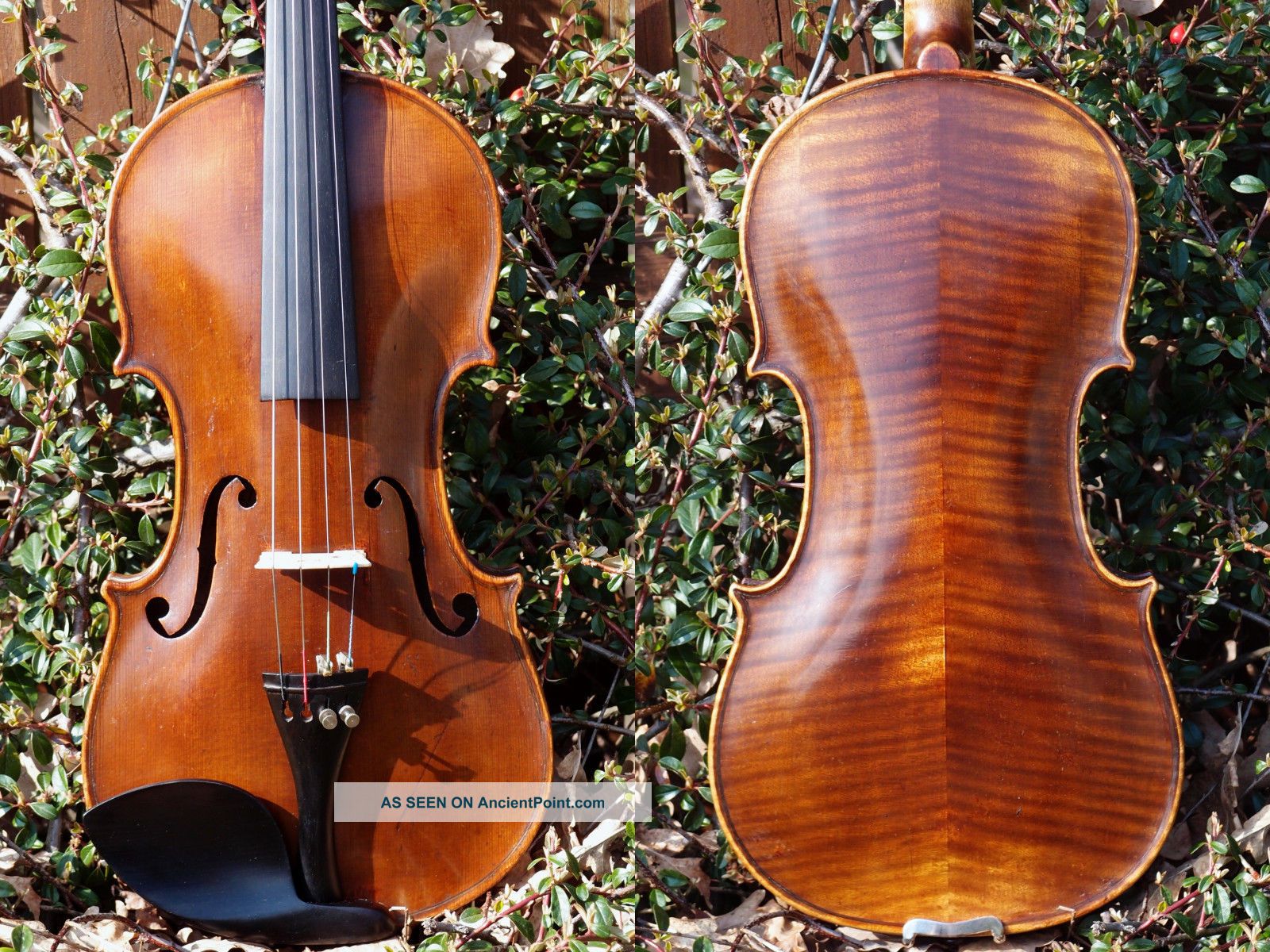 Antique Czech Violin By L.  F.  Prokop,  Chrudim 1914,  Expertly Restored By V.  Pilar String photo
