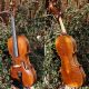 Antique Czech Violin By L.  F.  Prokop,  Chrudim 1914,  Expertly Restored By V.  Pilar String photo 1