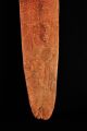 Antique Australian Aboriginal Parrying Shield,  Carved,  Early 20th C,  Central Au. Pacific Islands & Oceania photo 7