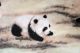 Stunning Oriental Asian Art Chinese Watercolor Painting - Lovely Pandas Family Paintings & Scrolls photo 2
