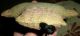 Antique 1800s Western Railroad Folk Art “chinaman” Pin Cushion & Sewing Bag Vafo Primitives photo 7
