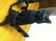 Very Rare Antique Estate Pair Cat Cast Iron Andirons,  New - Bags Primitives photo 6
