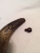 Antique 1800s Priming Powderhorn W/ Unusual Brass Rings For Strap Primitives photo 4