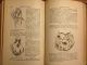 Everybody ' S Own Physician C W Gleason Antique 1884 Victorian Health Illustrated Other photo 9