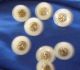 9 Medium Antique/vintage Mother Of Pearl & Silver Inlay - Shell Buttons - 1/2 