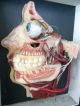 Antique German Wax Model Of The Dissected Head.  ' Lehrmittelwerke ' Circa 1910. Other photo 2