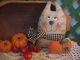 Primitive Halloween Raggedy Fall Cat Doll Shelf Sitter W Pumpkin Primitives photo 2