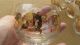 6 Small Vintage Mid Century Modern 6 Signed Cera Roly Poly Glass Glasses Bar Mid-Century Modernism photo 3