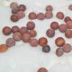 58 Ancient Terra Cotta Marbles Circa 950 - 1150 A.  D New Mexico Cert.  Of Authetic The Americas photo 3