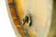 Antique Oak Rum Water Cask Keg Barrel Bale Handles Iron Straps Brass Fittings Primitives photo 9