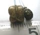 Antique Victorian Gold Hat Pin Cannetille Wirework Balloon Shape + Smaller Pin Victorian photo 1
