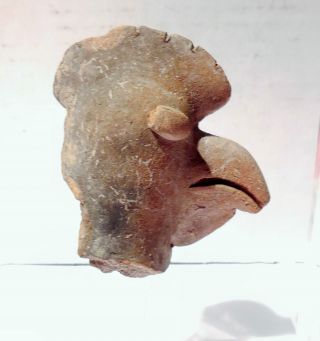 Pre Columbian Rooster Chicken Bird Head Pottery Fragment Ecuador Authentic photo