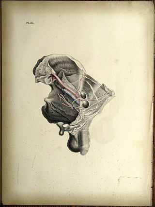 1851 Joseph Maclise Colored Lithograph Anatomy Plate 37 photo
