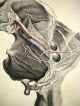 1851 Joseph Maclise Colored Lithograph Anatomy Plate 37 Other photo 1