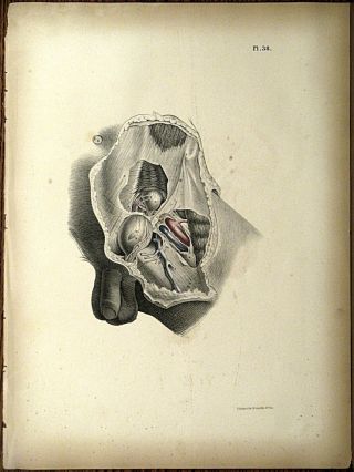 1851 Joseph Maclise Colored Lithograph Anatomy Plate 38 photo