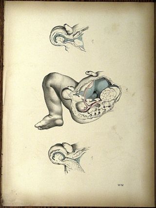 1851 Joseph Maclise Colored Lithograph Anatomy Plate 39 photo