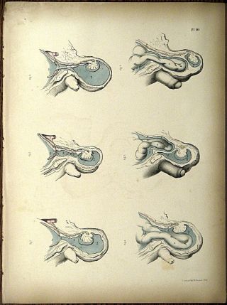 1851 Joseph Maclise Colored Lithograph Anatomy Plate 40 photo