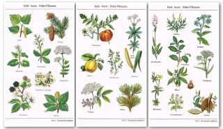 Ca 1900 Medical Nutritious Plants Cocoa Pine Blackberry Fruit 3x Antique Prints photo