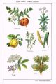 Ca 1900 Medical Nutritious Plants Cocoa Pine Blackberry Fruit 3x Antique Prints Other photo 1