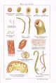 Ca 1900 Human Parasites Tapeworm Pin Worm 2x Antique Medical Prints Other photo 1