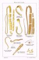 Ca 1900 Human Parasites Tapeworm Pin Worm 2x Antique Medical Prints Other photo 2