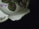 Antique Demitasse Porcelain 1940 Floral Pattern Cup & Saucer Cups & Saucers photo 9