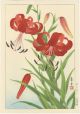 Nishimura Hodo Japanese Woodblock Print Tiger Lily 1938 Printing Prints photo 1