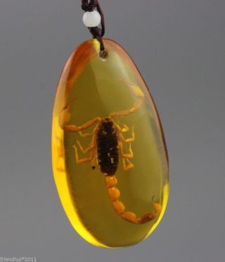 Insects Amber The Scorpion Pendant photo