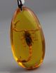 Insects Amber The Scorpion Pendant Necklaces & Pendants photo 3