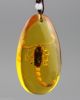 Insects Amber The Scorpion Pendant Necklaces & Pendants photo 5