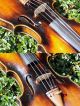 Fine Antique Czech Violin By Richard Gareis,  Oloví U Kraslic.  Full,  Fruity Tone String photo 9
