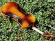 Fine Antique Czech Violin By Richard Gareis,  Oloví U Kraslic.  Full,  Fruity Tone String photo 6